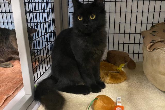 My name at SAFE Haven was Sootsprite and I was adopted!