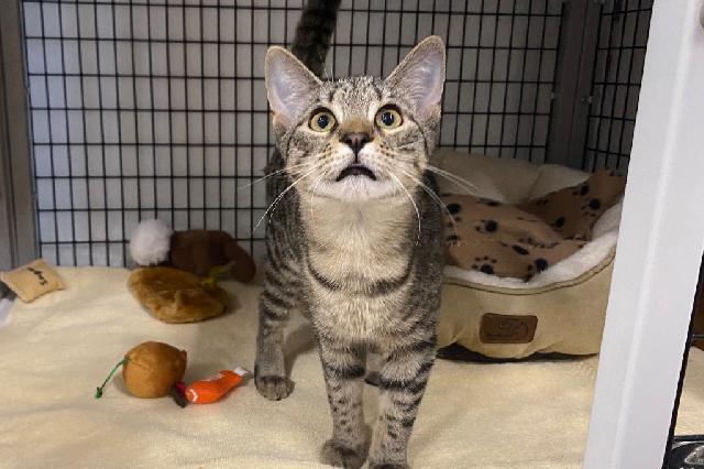 My name is Toadstool and I am ready for adoption. Learn more about me!