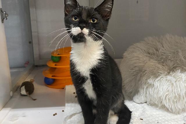 My name at SAFE Haven was Gene Jacket and I was adopted!