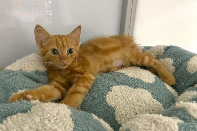 My name at SAFE Haven was Allen Wrench and I was adopted!