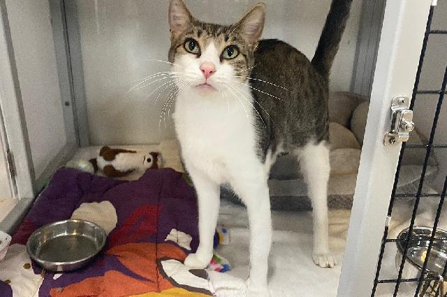My name is Glitter Sparkles and I am ready for adoption. Learn more about me!