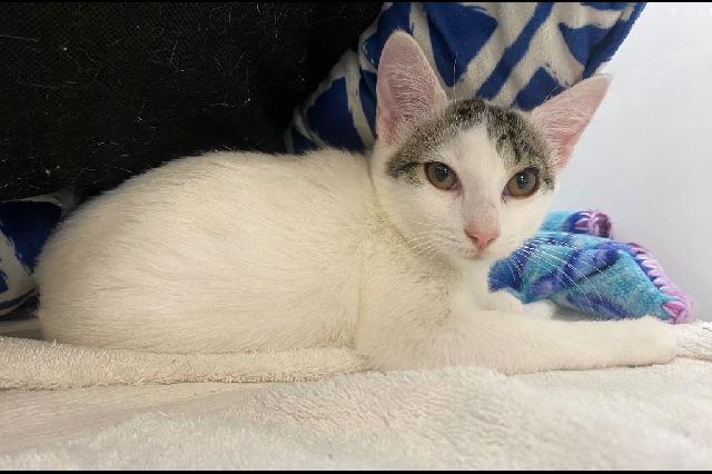 My name is Destroyer of Worlds and I am ready for adoption. Learn more about me!
