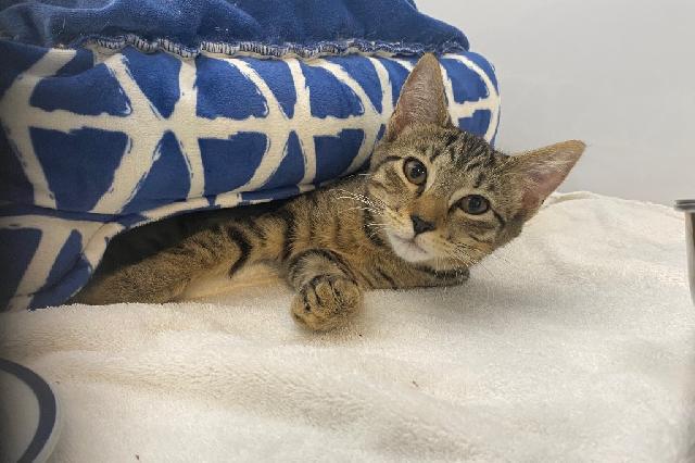 My name at SAFE Haven was Catpuccino and I was adopted!