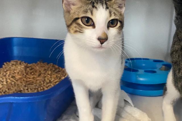 My name is Iceberg Lettuce and I am ready for adoption. Learn more about me!