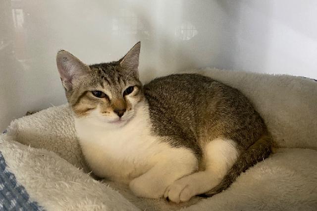 My name at SAFE Haven was Smash Burger and I was adopted!