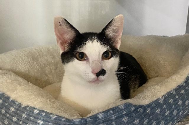 My name at SAFE Haven was House Mouse and I was adopted!