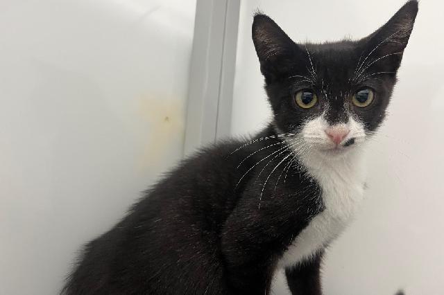 My name is Aisley and I am ready for adoption. Learn more about me!