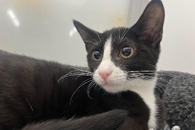 My name is Charla and I am ready for adoption. Learn more about me!