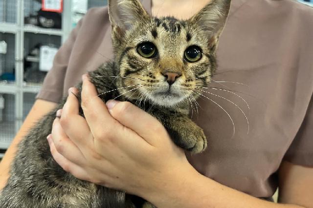 My name is Crown Prince and I am ready for adoption. Learn more about me!
