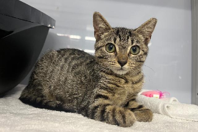 My name at SAFE Haven was Aglet and I was adopted!