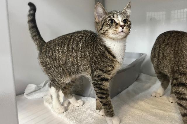 My name is Jo-Lie and I am ready for adoption. Learn more about me!