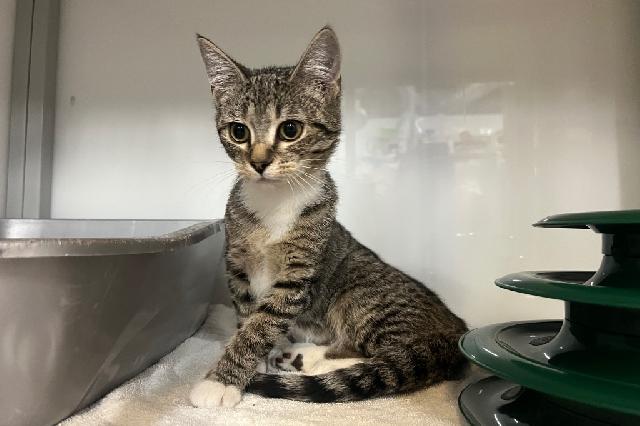 My name is Jo-Lene and I am ready for adoption. Learn more about me!