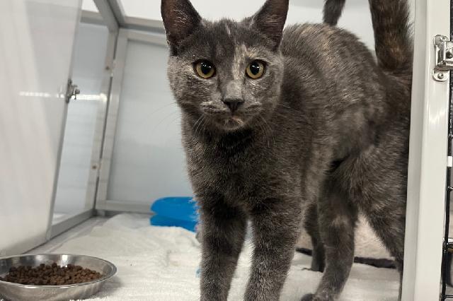 My name at SAFE Haven was Guinavere and I was adopted!