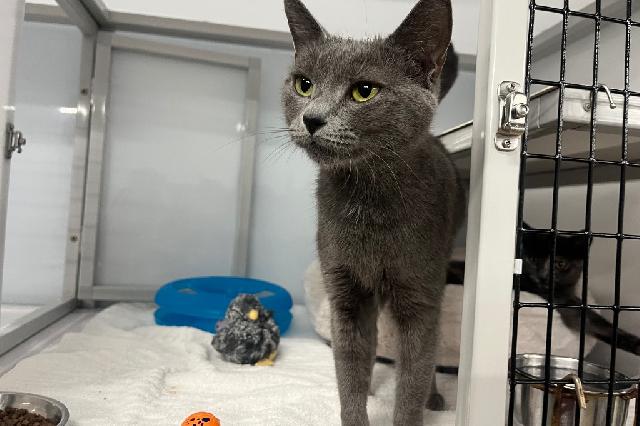 My name at SAFE Haven was Gwyndolyn and I was adopted!