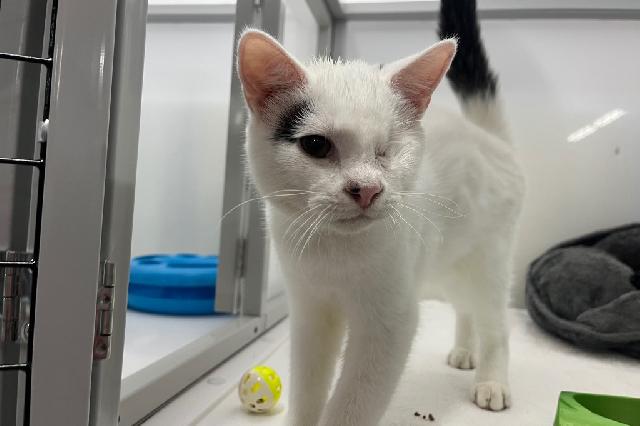 My name at SAFE Haven was Eustace and I was adopted!