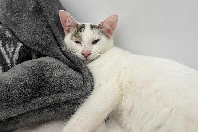 My name at SAFE Haven was Eluard and I was adopted!