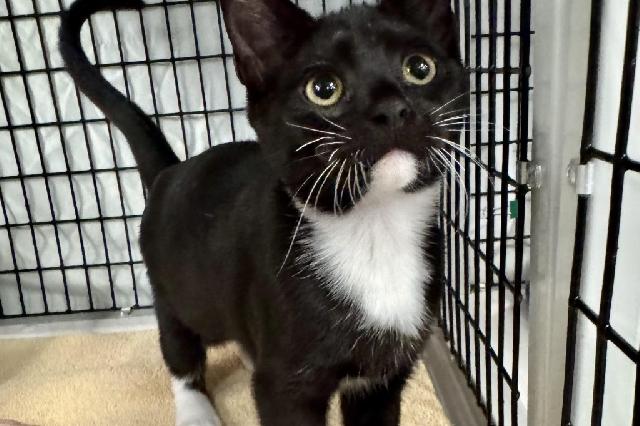 My name at SAFE Haven was Lute and I was adopted!