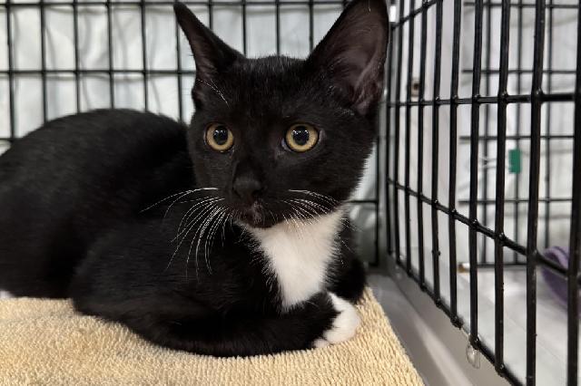 My name at SAFE Haven was Harp and I was adopted!