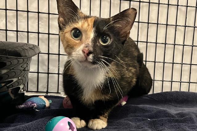 My name at SAFE Haven was Fairytale and I was adopted!