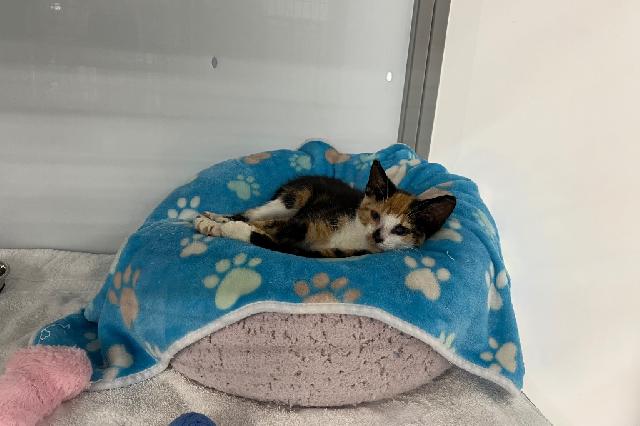 My name at SAFE Haven was Tamasaba and I was adopted!