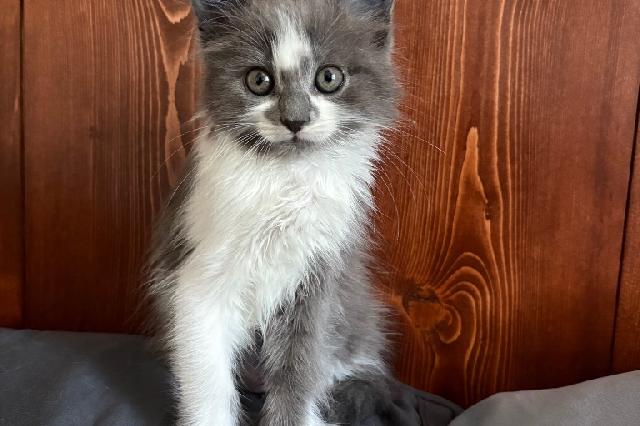 My name at SAFE Haven was Honey Locust and I was adopted!