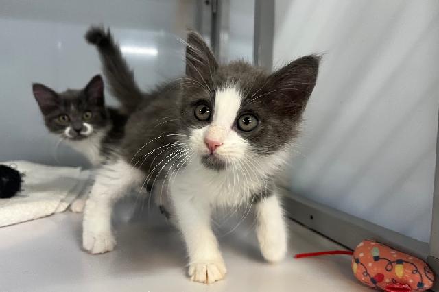 My name is Mountain Ash and I am ready for adoption. Learn more about me!