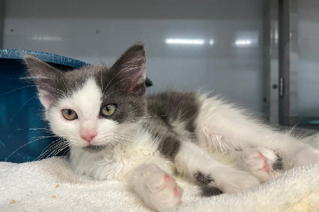 My name is Beech Tree and I am ready for adoption. Learn more about me!