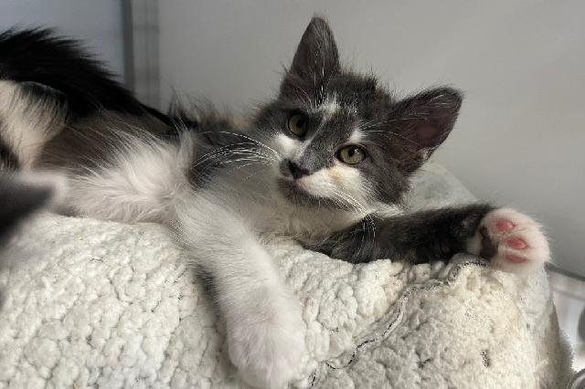 My name is Sweetgum and I am ready for adoption. Learn more about me!