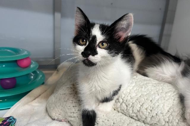 My name at SAFE Haven was Camphor and I was adopted!