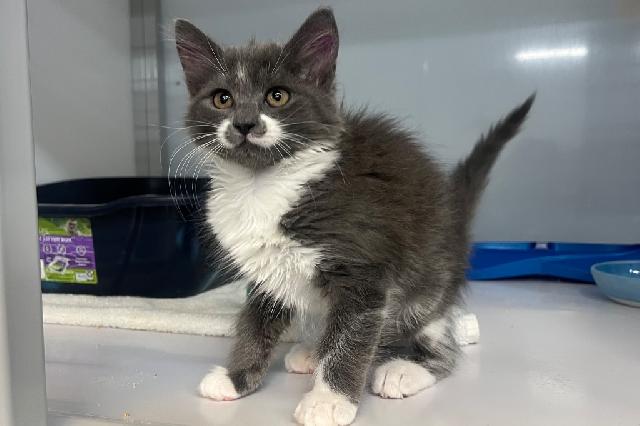 My name at SAFE Haven was Brazil Nut and I was adopted!