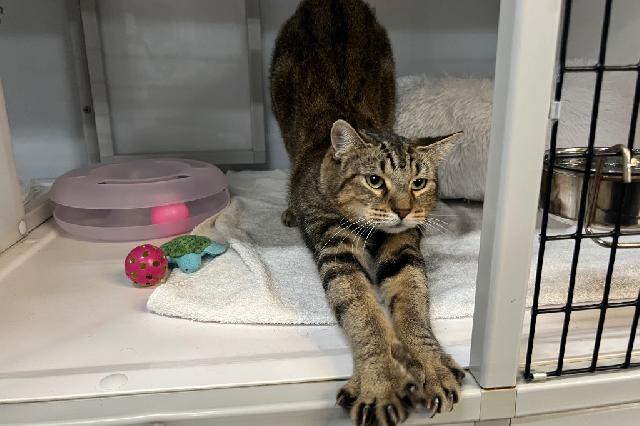 My name is Moscow Mule and I am ready for adoption. Learn more about me!