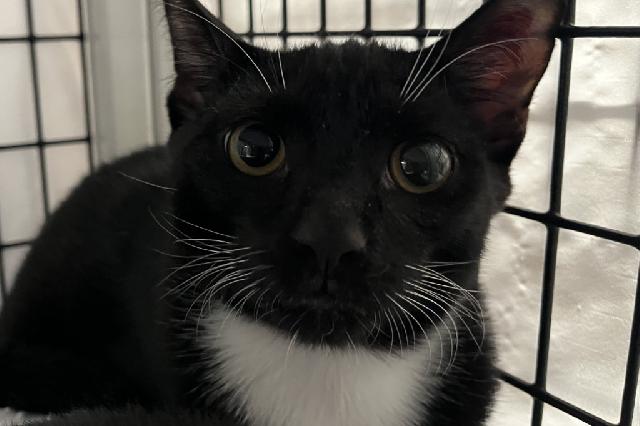 My name is Elantra and I am ready for adoption. Learn more about me!