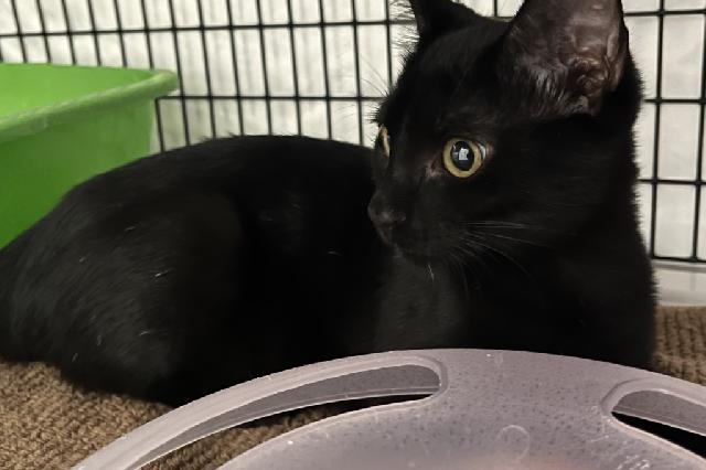 My name at SAFE Haven was Civic and I was adopted!