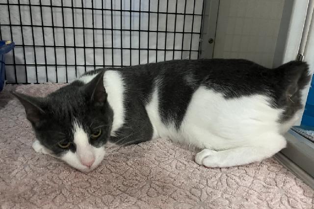 My name is Dustpan and I am ready for adoption. Learn more about me!