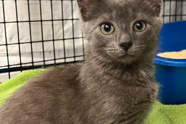 My name at SAFE Haven was Popsicle and I was adopted!