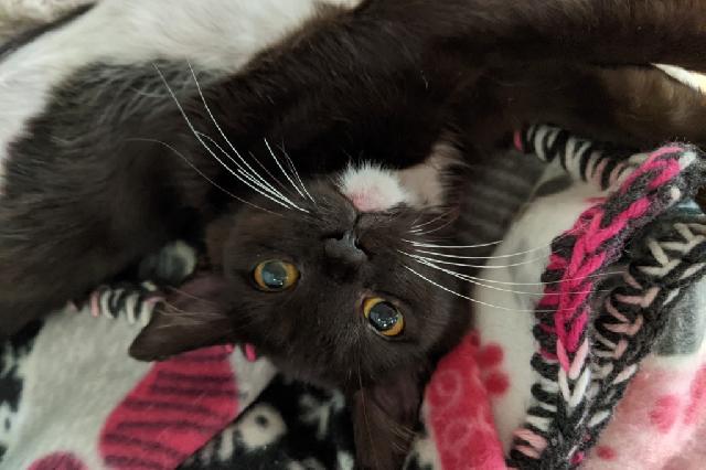 My name is Crumb and I am ready for adoption. Learn more about me!