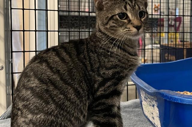 My name at SAFE Haven was Grizzly Bear and I was adopted!