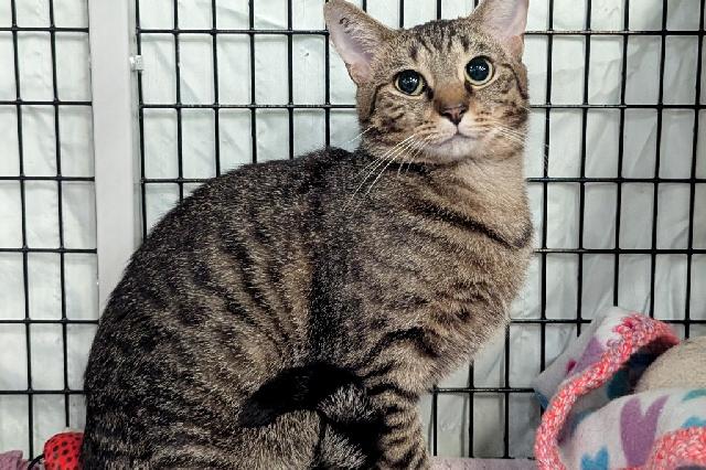 My name at SAFE Haven was Max Purrstappen and I was adopted!