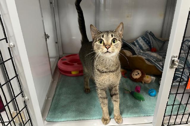 My name at SAFE Haven was Gin Fizz and I was adopted!