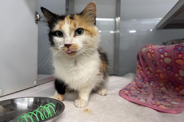 My name is Sylphrena and I am ready for adoption. Learn more about me!