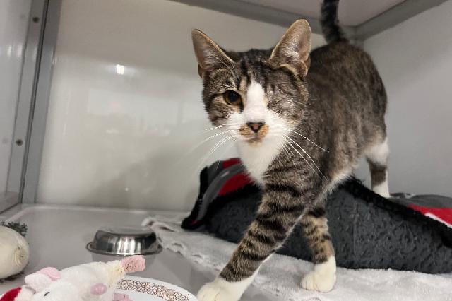 My name is Smeagol and I am ready for adoption. Learn more about me!