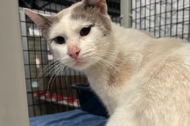 My name is Szeth and I am ready for adoption. Learn more about me!