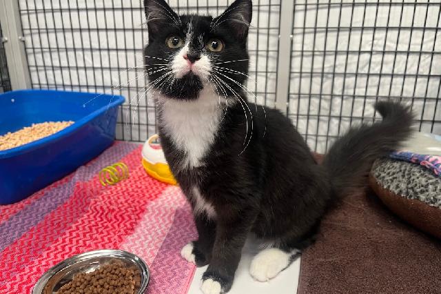 My name at SAFE Haven was Bubs and I was adopted!