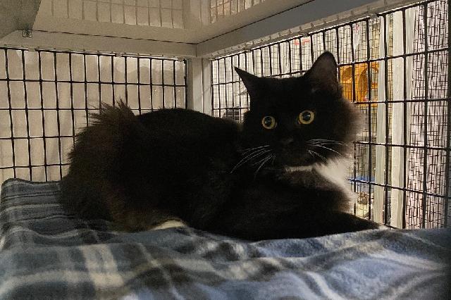 My name is Davim and I am ready for adoption. Learn more about me!