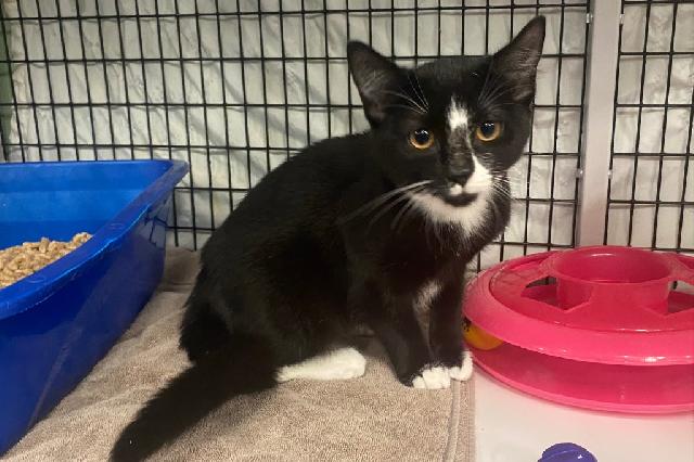 My name is Rattata and I am ready for adoption. Learn more about me!