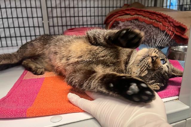 My name is Preacher and I am ready for adoption. Learn more about me!