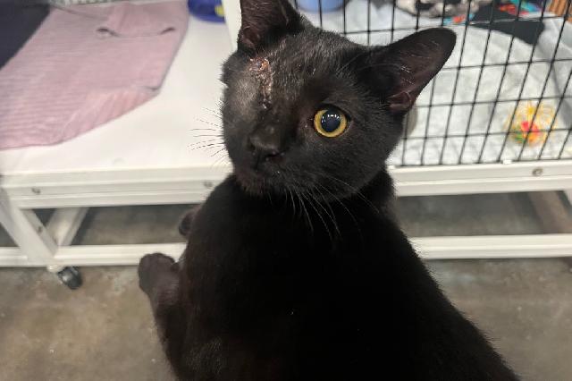 My name is Gimli and I am ready for adoption. Learn more about me!