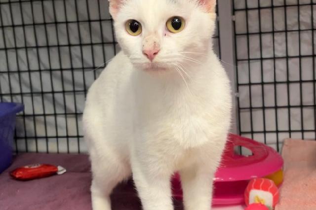 My name at SAFE Haven was Brown Bear and I was adopted!