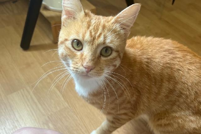 My name at SAFE Haven was Smoked Paprika and I was adopted!