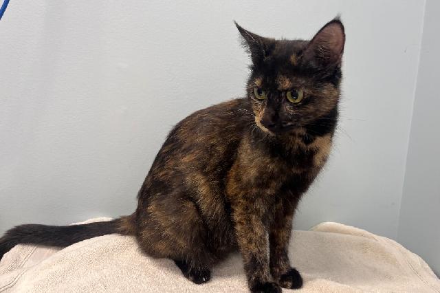 My name is Heavenly and I am ready for adoption. Learn more about me!